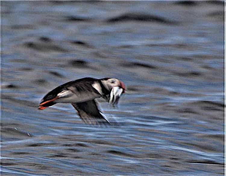 puffin with fish